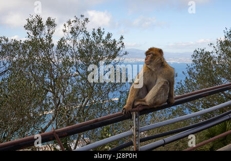 Gibraltar, Affenfelsen, ein Berber-Affe sitzt auf einem Geländer und blickt auf das Meer von Gibraltar, Stockfoto