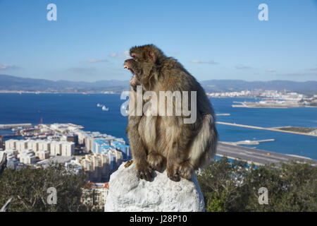 Gibraltar, Affenfelsen, einen Berber-Affen sitzt bedrohlich, mit seinem Mund weit offen auf einem Geländer, dahinter die Meer Schlucht von Gibraltar mit dem Flughafen ein Stockfoto