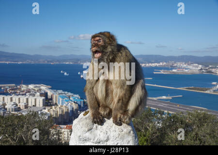 Gibraltar, Affenfelsen, einen Berber-Affen sitzt bedrohlich, mit seinem Mund weit offen auf einem Geländer, dahinter die Meer Schlucht von Gibraltar mit dem Flughafen ein Stockfoto