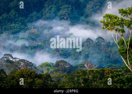 Die Baumkronen des tropischen Regenwaldes sind vom Dorf Nanga Raun in Kapuas Hulu, West Kalimantan, Indonesien, aus zu sehen. Stockfoto