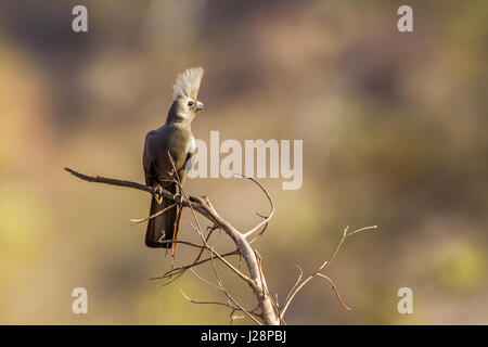 Go-away grauer Vogel im Krüger-Nationalpark, Südafrika; Art Corythaixoides Concolor Familie Musophagidae Stockfoto