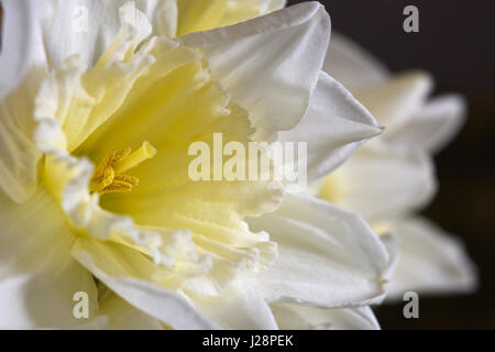 Einzelne Weiße Narzisse mit gelber Trompete. Stockfoto