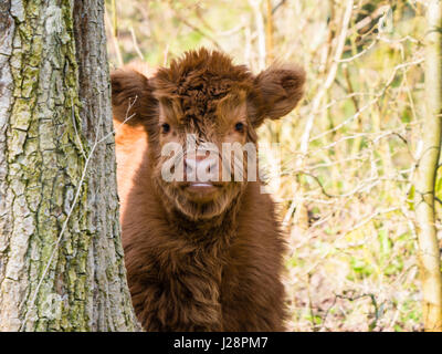 Schottische Highland Kuh Kalb Stockfoto