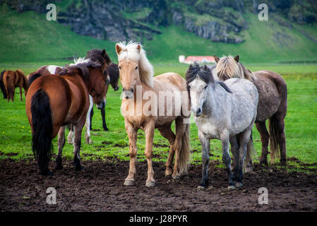 ISLANDPFERDE SIND FÜR IHRE UNGEWÖHNLICHEN FARBEN UND FÜR IHRE LING MÄHNEN UND SCHWEIFE VERMERKT. Stockfoto