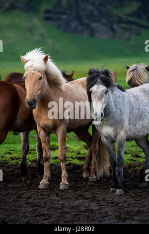 ISLANDPFERDE SIND FÜR IHRE UNGEWÖHNLICHEN FARBEN UND FÜR IHRE LING MÄHNEN UND SCHWEIFE VERMERKT. Stockfoto