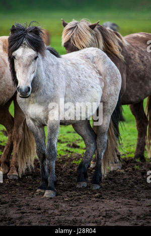 ISLANDPFERDE SIND FÜR IHRE UNGEWÖHNLICHEN FARBEN UND FÜR IHRE LING MÄHNEN UND SCHWEIFE VERMERKT. Stockfoto