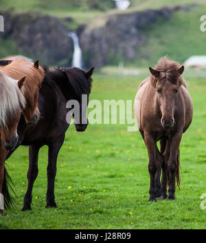 ISLANDPFERDE SIND FÜR IHRE UNGEWÖHNLICHEN FARBEN UND FÜR IHRE LING MÄHNEN UND SCHWEIFE VERMERKT. Stockfoto