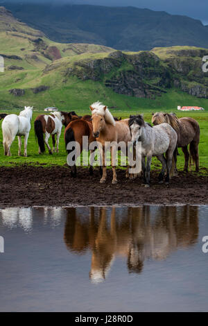 ISLANDPFERDE SIND FÜR IHRE UNGEWÖHNLICHEN FARBEN UND FÜR IHRE LING MÄHNEN UND SCHWEIFE VERMERKT. Stockfoto