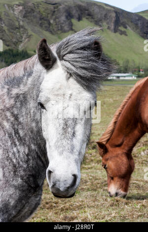 ISLANDPFERDE SIND FÜR IHRE UNGEWÖHNLICHEN FARBEN UND FÜR IHRE LING MÄHNEN UND SCHWEIFE VERMERKT. Stockfoto