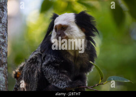 Wild White Marmoset Gesicht Nahaufnahme Stockfoto