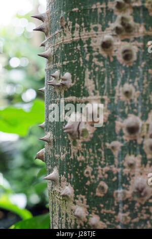 Den Stamm eines Baumes Seide Zahnseide. Stockfoto