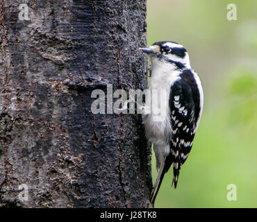 Weibliche Downy Woodpecker [Picoides pubescens]. Central Park, NYC. Stockfoto