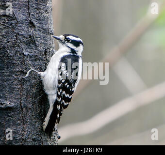 Weibliche Downy Woodpecker [Picoides pubescens]. Central Park, NYC. Stockfoto