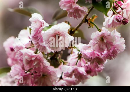 Rosa Blüten blühen im Frühling auf einem Ast im Central Park. Stockfoto