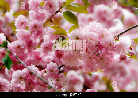 Rosa Blüten blühen im Frühling auf einem Ast im Central Park. Stockfoto