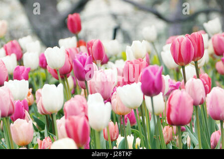 Bunte Tulpen wachsen und blühen in unmittelbarer Nähe zueinander. Stockfoto