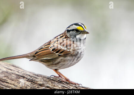 White-throated Sparrow [Zonotrichia albicollis]. Central Park, NYC. Stockfoto