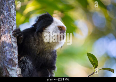 Wild White Marmoset Gesicht Nahaufnahme Stockfoto