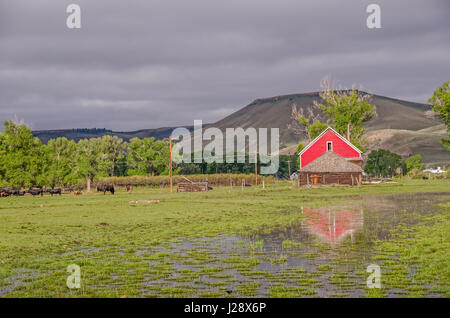 Rote Scheune spiegelt sich in einer überfluteten Wiese im Morgenlicht mit Rindern im Hintergrund und ein kleiner schwarzer Vogel im Vordergrund Stockfoto