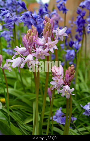 Nahaufnahme von rosa Glockenblumen In einem Cluster von lila Glockenblumen Stockfoto