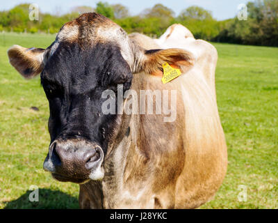 Jersey Kuh starrt unverwandt in die Kamera. Stockfoto