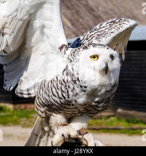 Eine Gefangenschaft Schnee-Eule (Bubo Scandiacus) breitet es schwingen, wie er auf einen Barsch auf eine Falknerei Display aufliegt. Stockfoto