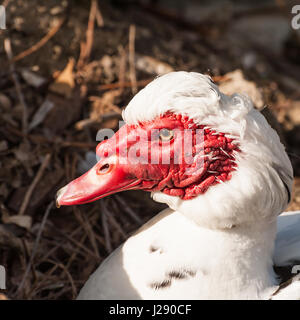 Porträt von Barbarie-Ente (Cairina Moschata). Hausente. (Cairina Moschata Domestica), Stockfoto