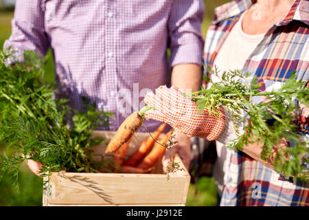 Älteres Paar mit Box Kommissionierung Karotten auf Bauernhof Stockfoto