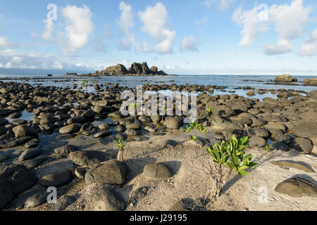 "Adoptieren ein Mangroven-Website-Projekt" in Brgy. Zabali, Baler, Aurora. Stockfoto