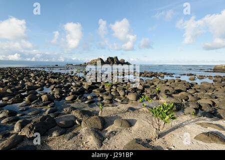 "Adoptieren ein Mangroven-Website-Projekt" in Brgy. Zabali, Baler, Aurora. Stockfoto