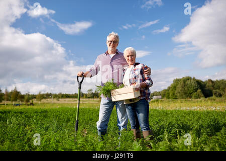 Älteres Paar mit Schaufel Kommissionierung Karotten auf Bauernhof Stockfoto