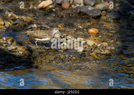 Grüner Sandpiper  Erwachsener  am Rande des kleinen Flusses  Frühling  River Cain, Powys, Wales, Großbritannien Stockfoto