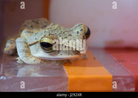 Golden Tree Frog oder gelbe Frosch in Thailand - Nahaufnahme - Makro - (Tiefenschärfe) Stockfoto