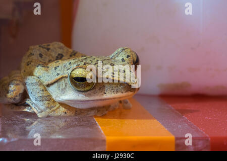 Golden Tree Frog oder gelbe Frosch in Thailand - Nahaufnahme - Makro - (Tiefenschärfe) Stockfoto
