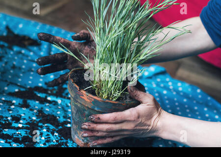 Nahaufnahme des kaukasischen Frau Hände im Schmutz Sweet William Blumen Pflanzen in einem braunen Topf auf einer blauen Plastikfolie bedeckt Stockfoto