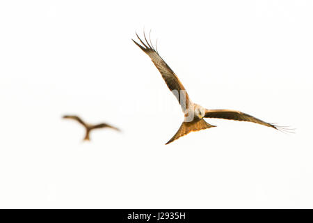 Rotmilan Erwachsener im Flug mit einem anderen Vogel im Hintergrund Winter Bwlch Nant yr Arian, Mid Wales, Wales, UK Stockfoto