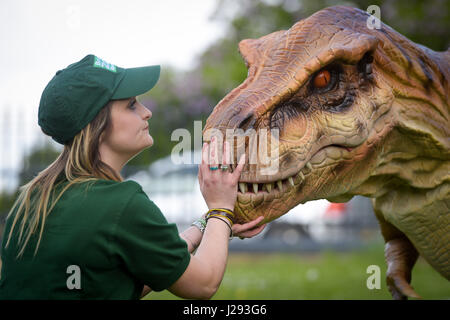 Ein Dinosaurier-Halter hält die Schnauze ein Leben-wie T-Rex animatronische Dinosaurier namens Denzel in der Nähe von Clifton Suspension Bridge in Bristol, um eine bevorstehende Ausstellung in Bristol Zoo Gardens starten. Stockfoto