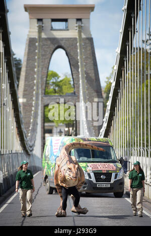 Ein Leben-wie T-Rex animatronische Dinosaurier genannt Denze' geht über Clifton Suspension Bridge in Bristol, um eine bevorstehende Ausstellung in Bristol Zoo Gardens starten. Stockfoto