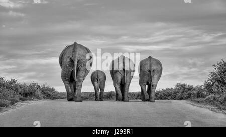 Eine Familie von Elefanten wandert auf einer Straße am Ende des Tages Stockfoto