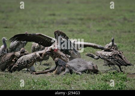 Rüppell Geier (abgeschottet Rueppellii) für Fleisch von Gnus (Connochaetes Taurinus) Karkasse, Serengeti kämpfen; Tansania | weltweite Nutzung Stockfoto