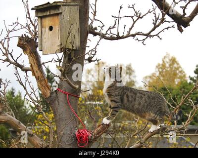 Hauskatze schleicht sich Vogel Nistkasten, Brandenburg, Deutschland | weltweite Nutzung Stockfoto