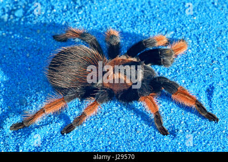 Mexikanische Rotschenkel-Tarantula (Brachypelma emilia) juvenil Stockfoto