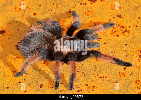 Mexikanische rote Bein Juvenile Vogelspinne (Brachypelma Emilia) Stockfoto