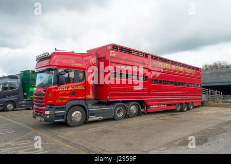 Eine rote Peter Monkhouse Viehmarkt LKW-Beladung Schafe verkauft bei einem Vieh-Verkauf in North Yorkshire Stockfoto