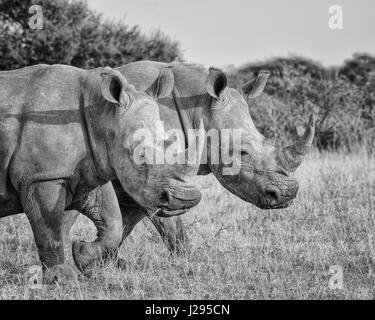 Doppelter Ärger mit ein paar weiße Rhinos zu Fuß durch den Rasen in der Northern Cape, Südafrika Stockfoto