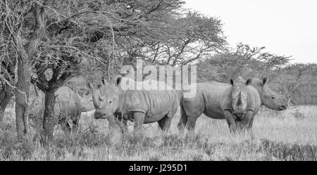 Gruppe von Breitmaulnashorn in Northern Cape, South Africa Stockfoto