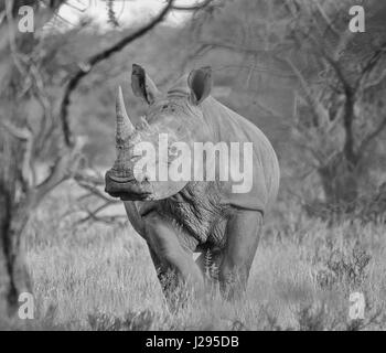 Weiße Rninoceros in der nördlichen Kap, Südafrika Stockfoto