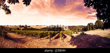 Sonnenuntergang über die Weinberge in der Toskana warme Farbe gefiltert Blick Stockfoto