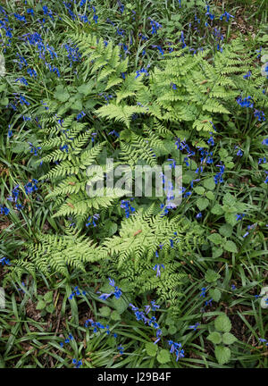 Detail der wilde Glockenblumen wachsen in einem alten Wald. Wayland Holz, Norfolk, Großbritannien. Stockfoto