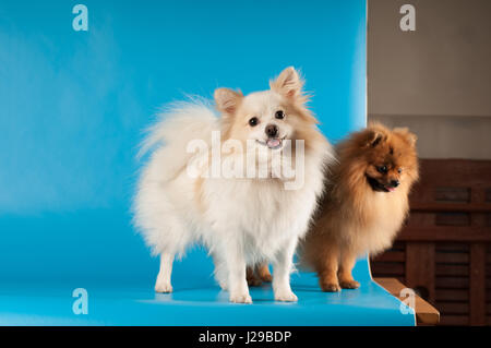 Zwei Spitz weiß und rot posiert im Studio Aufnahmen mit blauem Hintergrund, einen Blick in die Kamera auf den Tisch Stockfoto